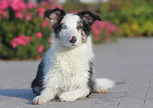 Patterned: Australian Shepherd male, blue merle 5 months, Germany