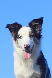 Luck: Australian Shepherd male, blue merle 5 months, portrait