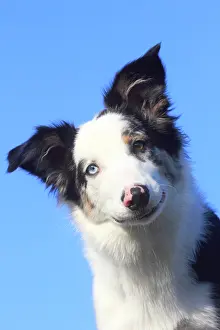 Luck: Australian Shepherd male, blue merle 5 months, portrait