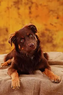Loyal: Australian Shepherd, male, red, looks faithful