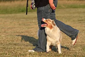 Master: Australian shepherd with his master in a meadow France