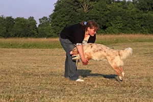 Jumped: Australian shepherd with his mistress in a meadow France