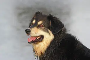 Pant: Australian Shepherd Mix, North Rhine-Westphalia