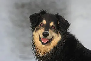 Pant: Australian Shepherd Mix, North Rhine-Westphalia