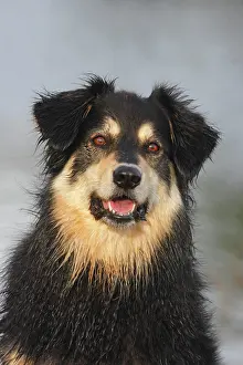 Pant: Australian Shepherd Mix, North Rhine-Westphalia