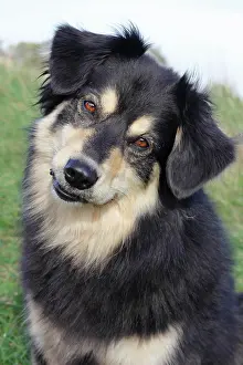 Underwate: Australian Shepherd mixed-breed dog, North Rhine-Westphalia