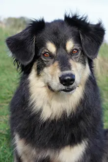 Underwate: Australian Shepherd mixed-breed dog, North Rhine-Westphalia
