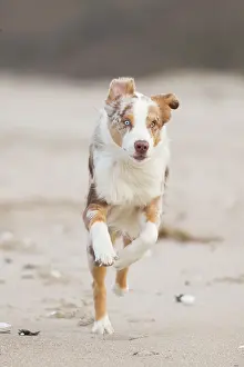 Shepherd: Australian Shepherd motion