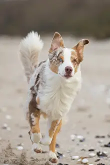 Shepherd: Australian Shepherd motion