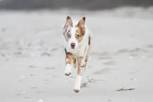Shepherd: Australian Shepherd motion