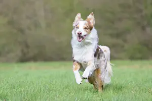 Pedigreed: Australian Shepherd motion