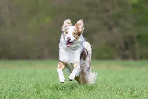 Pedigreed: Australian Shepherd motion