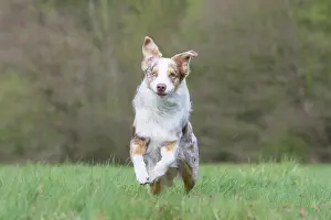 Pedigreed: Australian Shepherd motion