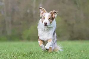 Pedigreed: Australian Shepherd motion