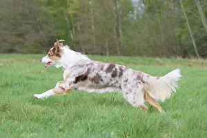 Pedigreed: Australian Shepherd motion
