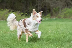 Pedigreed: Australian Shepherd motion
