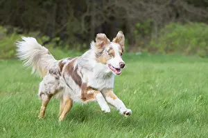Pedigreed: Australian Shepherd motion
