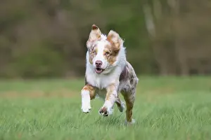 Pedigreed: Australian Shepherd motion