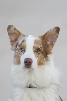 Shepherd: Australian Shepherd Portrait
