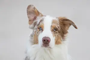 Shepherd: Australian Shepherd Portrait