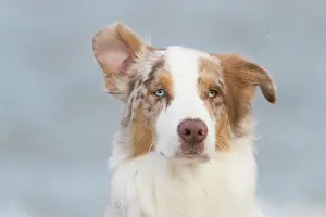 Shepherd: Australian Shepherd Portrait