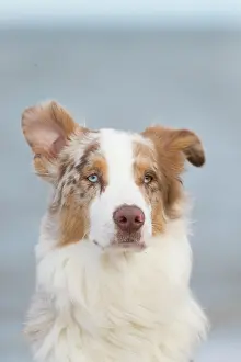 Shepherd: Australian Shepherd Portrait