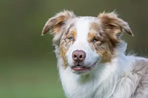 Pedigreed: Australian Shepherd Portrait