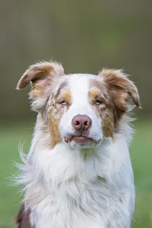 Pedigreed: Australian Shepherd Portrait