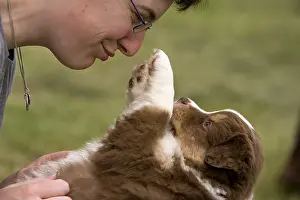 Softnesses: Australian Shepherd Puppie and its boss France