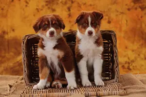 Loyal: Australian Shepherd, two puppies, 8 weeks
