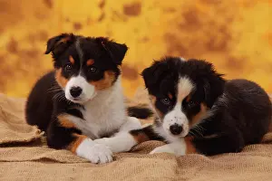 Loyal: Australian Shepherd, two puppies, 8 weeks, lying