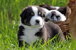 Osier: Australian Shepherd Puppies in the grass France