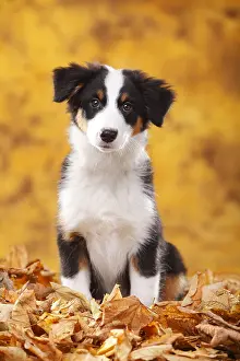 Week: Australian Shepherd, puppy, 13 weeks, black-tri, autumn