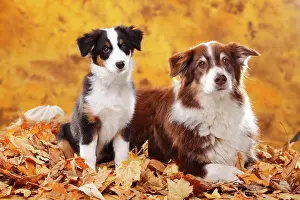 Dome: Australian Shepherd, puppy, 13 weeks, red-tri and