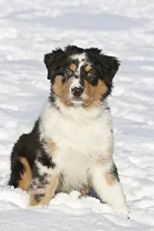 Coldness: Australian Shepherd, puppy, 3, 5 months old, sitting