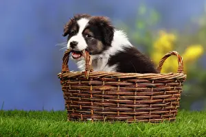 Change: Australian Shepherd, puppy, 7 weeks, black-tri, b