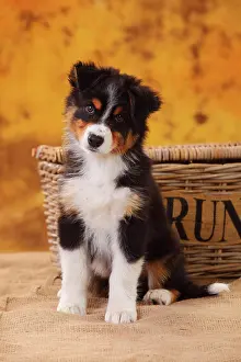 Loyal: Australian Shepherd, puppy, 8 weeks, sitting, black-tri