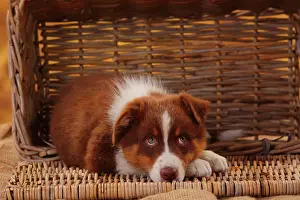 Loyal: Australian Shepherd, puppy, 8 weeks, lies in basket