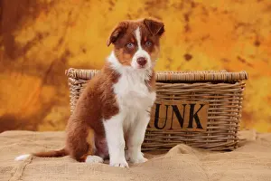 Loyal: Australian Shepherd, puppy, 8 weeks, sitting