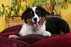 Articles: Australian Shepherd puppy lying on cushions