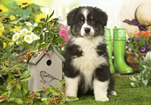 300119: Australian Shepherd puppy outdoors in the garden