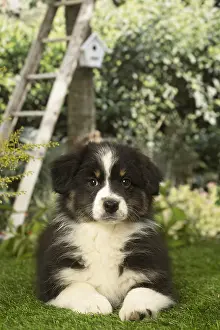 300119: Australian Shepherd puppy outdoors in the garden