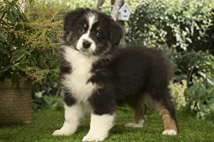 300119: Australian Shepherd puppy outdoors in the garden