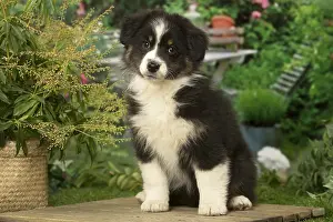300119: Australian Shepherd puppy outdoors in the garden