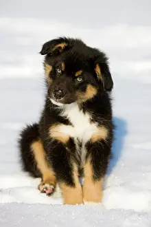 Singly: Australian Shepherd puppy, tricolour, sitting in