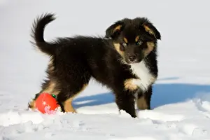 Completely: Australian Shepherd puppy, tricolour, standing in