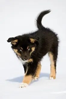 Completely: Australian Shepherd puppy, tricolour, walking in