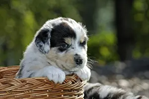 Wicker: Australian Shepherd puppy in a wicker basket in France