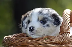 Trugs: Australian Shepherd puppy in a wicker basket in France