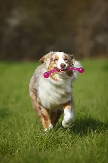 Sport: Australian Shepherd, red-merle